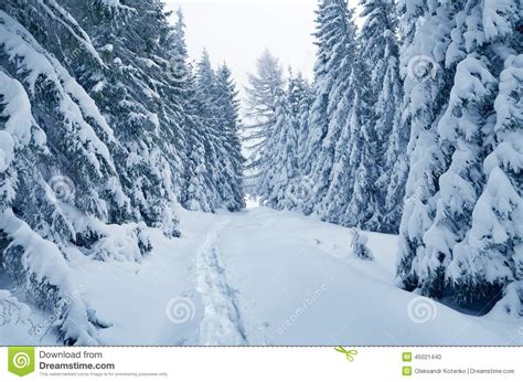 Winter Wonderland Stock Photo Image Of Season Pine