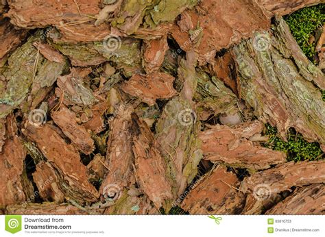 The Fallen Pine Bark Lies In A Summer Forest On Earth Stock Image