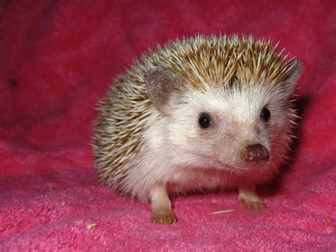 African Pygmy Hedgehog Zoochat