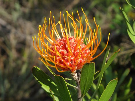 Flora Of Mozambique Species Information Individual Images
