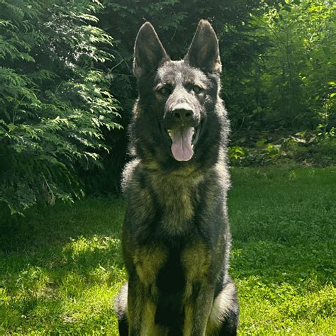 Top Rated German Shepherd Protection Dog For Sale In Nj Duke