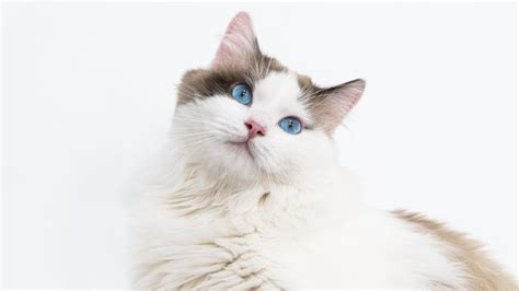 Ragdoll Snowshoe Cat What Makes These Fluffers Stand Out