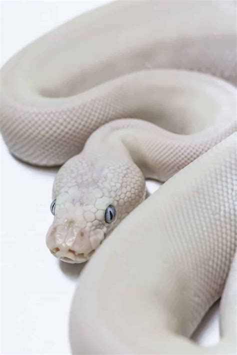 Blue Eyed Leucistic Ball Pythons Everything You Need To Know Embora