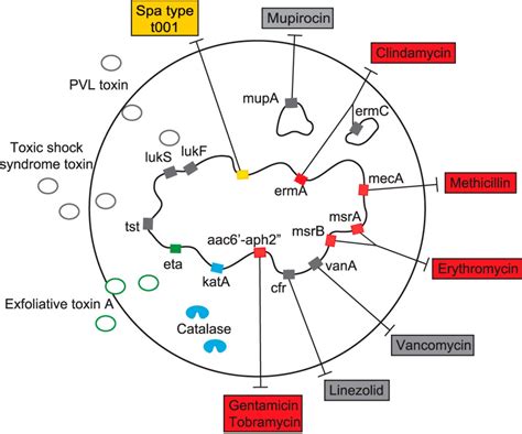 I had a bunch of competitive prices. Bacterial Whole-Genome Sequencing Revisited: Portable ...