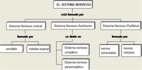 Mapa conceptual del sistema nervioso Guía paso a paso