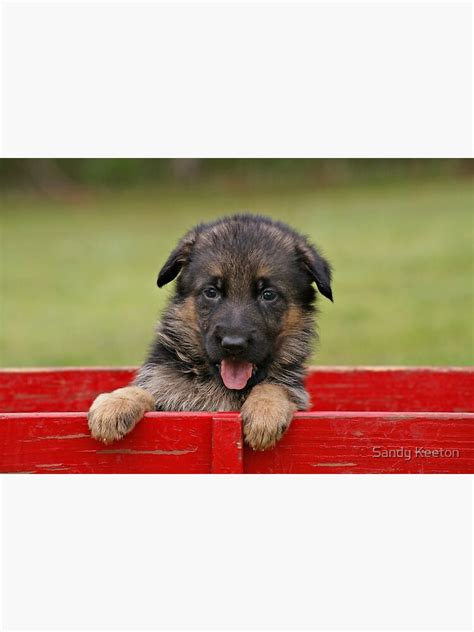 Puppy In A Wagon Poster By Sandyk Redbubble
