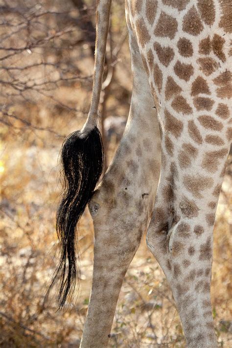 What Color Is A Giraffes Tail