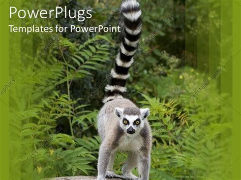 Powerpoint Template A Large Ring Tailed Lemur Standing In Its Natural