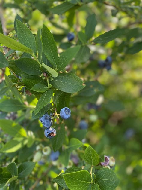 Its Time To Pick Blueberries In Arkansas Only In Arkansas