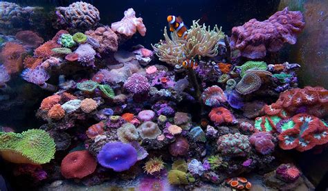Prettiest Saltwater Reef Tank Fish Hygger