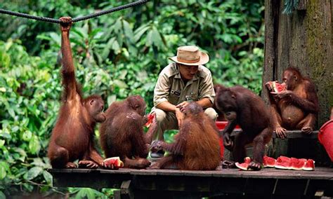 Meeting Orangutans In Borneo Travel The Guardian