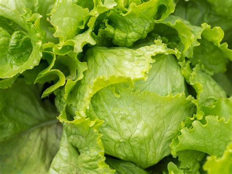 How To Grow And Care For Lettuce Lovethegarden