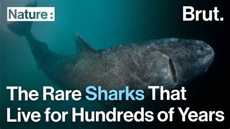 The Rare And Elusive Sharks That Live For Hundreds Of Years Youtube