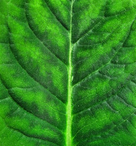 Green Leaves Textures Free Ppt Backgrounds For Your Powerpoint