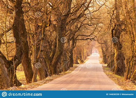 Poplar Alley In Spring Majestic Old Tree Alley Stock Photo Image Of