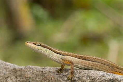 120 Long Tailed Lizard Photos Stock Photos Pictures And Royalty Free