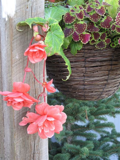 Begonias And Coleus Pair Up For Color In A Shade Container Container