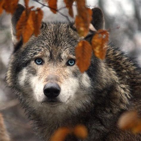 She chewed on the inside of her. Can wolves have blue eyes? - Quora