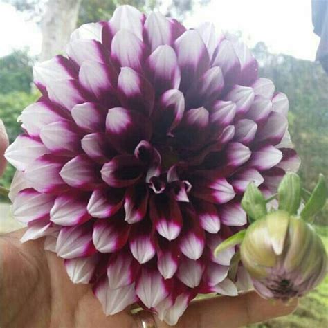 Check spelling or type a new query. Terbaru 12+ Bunga Dahlia Nama Latin - Gambar Bunga Indah