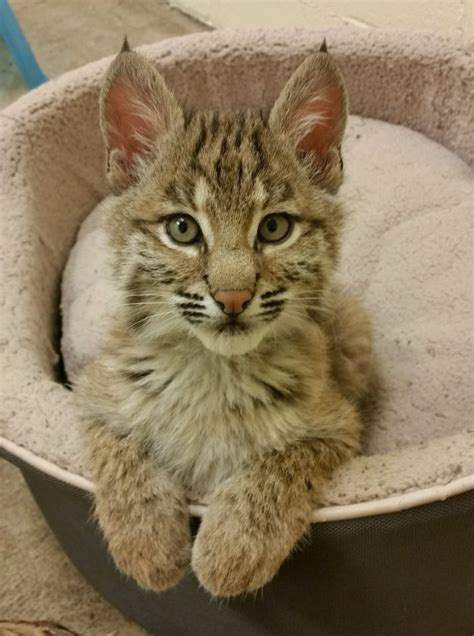 Find cats and kittens for sale, near you and across australia. Oglebay Good Zoo Announces New Bobcat Animal Encounter ...