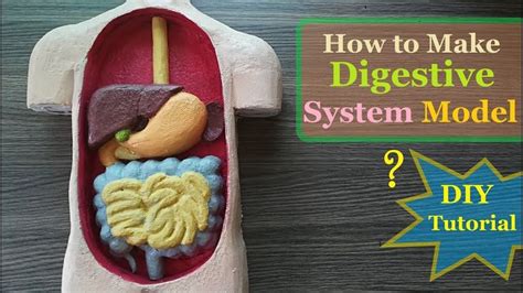 How To Make Digestive System D Model Youtube In With Images