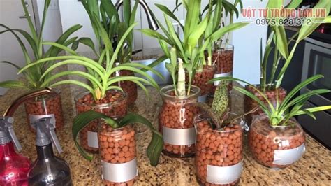 Phong lan rừng đa chủng loại,hàng mặt hoa ( hàng var), các dòng lan quý hiềm.phong lan phi điệp các vùng miền. 3kg Viên đất nung Thanh Hà giá thể trồng Lan