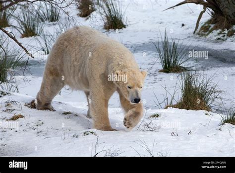 Polar Bear Ursus Maritimus Male Captive Highland Wildlife Park