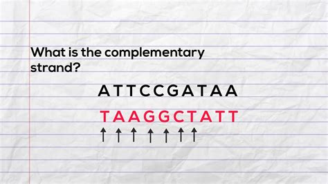 Practice Writing The Complementary Strand Of Dna And Mrna During