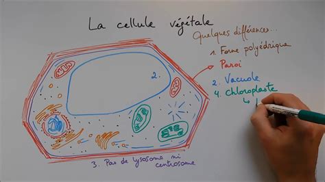 Schematiser Le Fonctionnement Dune Cellule Vegetale 2nde Exercice Images