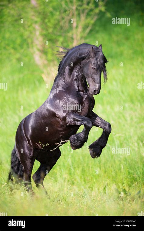 Friesian Horse Black Stallion Rearing On A Meadow Austria Stock Photo