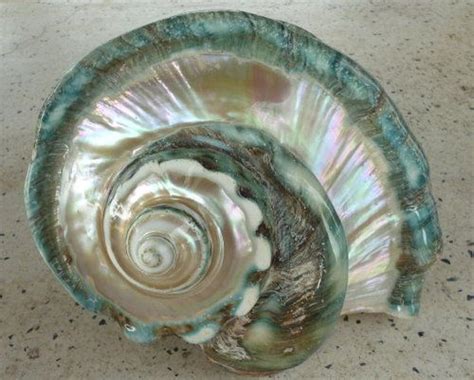 Record Huge Polished Green Mother Of Pearl Seashell Seashells By