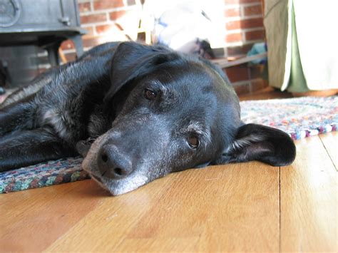 Tired Old Dog Flickr Photo Sharing