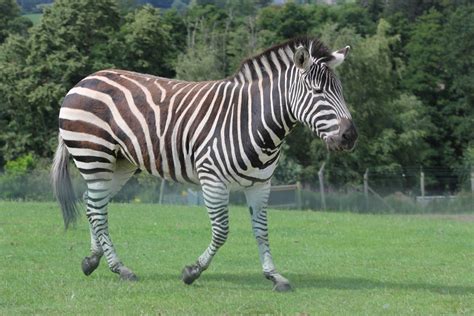 Grants Zebra Grants Zebra African Wildlife West Midlands Equus