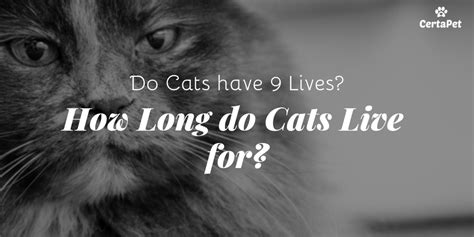 How Long Do Cats Live What Is The Average Cat Lifespan