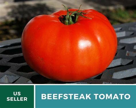 Tomato Beefsteak 50 Seeds Heirloom Gmo Free Lycopersicon