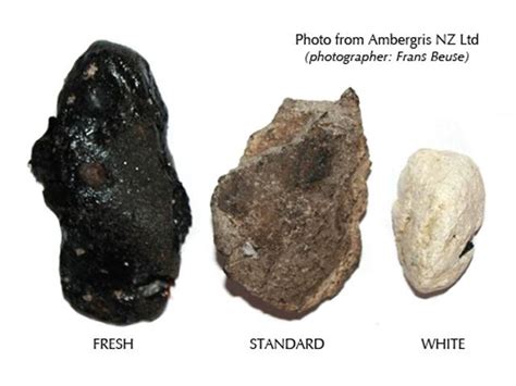 Se funde a unos 62 �c en un l�quido resinoso amarillo y graso, y a 100 �c se. Ámbar gris (caca de ballena) valioso tesoro del océano.