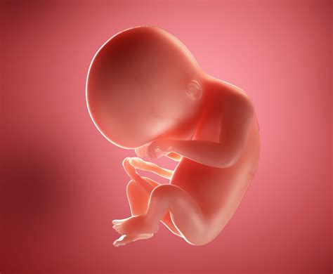 20 Weeks Pregnant Week By Week Pregnancy Symptoms Baby Development
