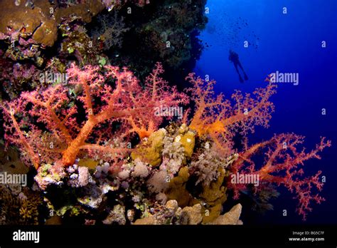 Red Sea Coral Reefs Underwater Soft Coral Tropical Reef Blue Water