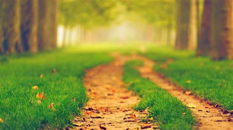 Path Between Green Grass In Blur Trees Background 4k Nature Hd Desktop