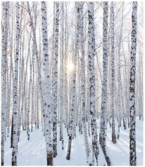 Birch Trees In The Snow Snowy Trees Snow Trees Trees In Winter