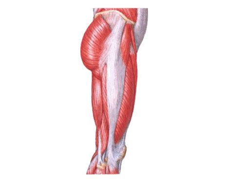 Muscles Of Hip And Thigh Lateral Quiz