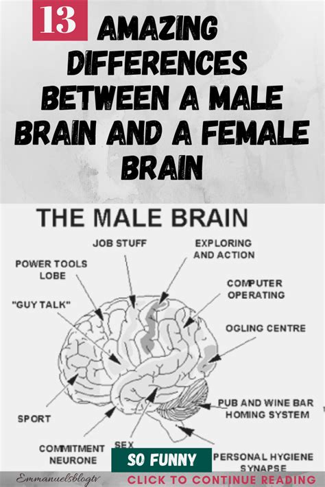 Amazing Differences Between A Male Brain And A Female Brain How To