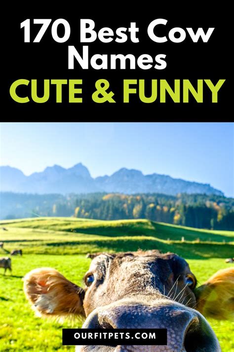 170 Best Cow Names Cute And Funny Our Fit Pets Cow Names Pet Names