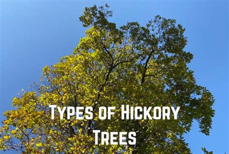 13 Different Types Of Hickory Trees Conserve Energy Future