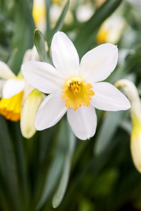 What are the most popular perennial flowers. Top 26 Perennials for Your Garden | Better Homes & Gardens