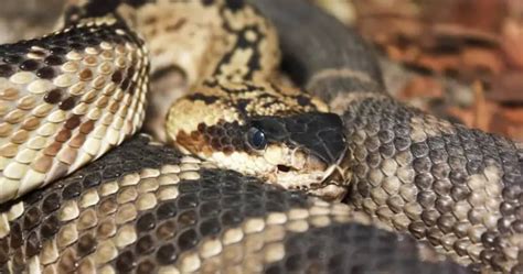 6 Venomous Snakes Of Nevada Krebs Creek