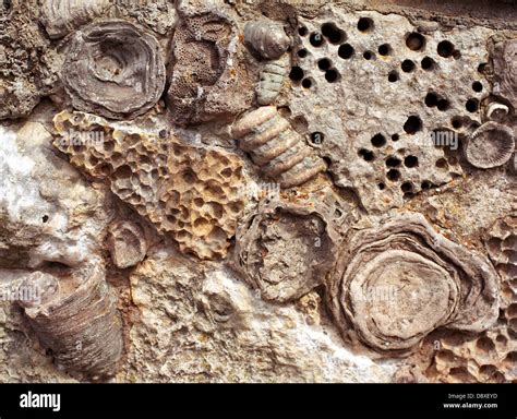 Close Up Of Fossils Embedded In Limestone Stock Photo Alamy