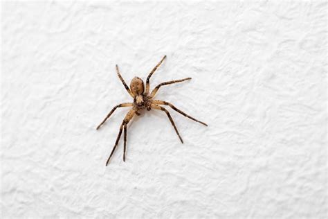 The 10 Most Common Types Of House Spiders Learn Brainly