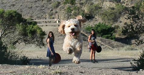 16 Perfectly Timed Photos That Turn Dogs Into Giants Bored Panda