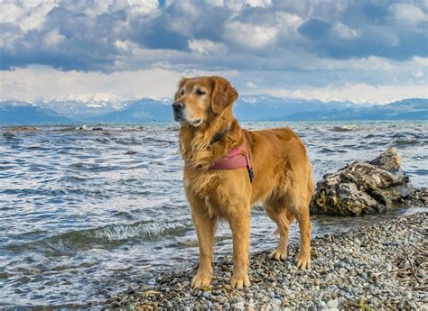4 Recommended Best Large Dog Breeds With Gentle Nature
